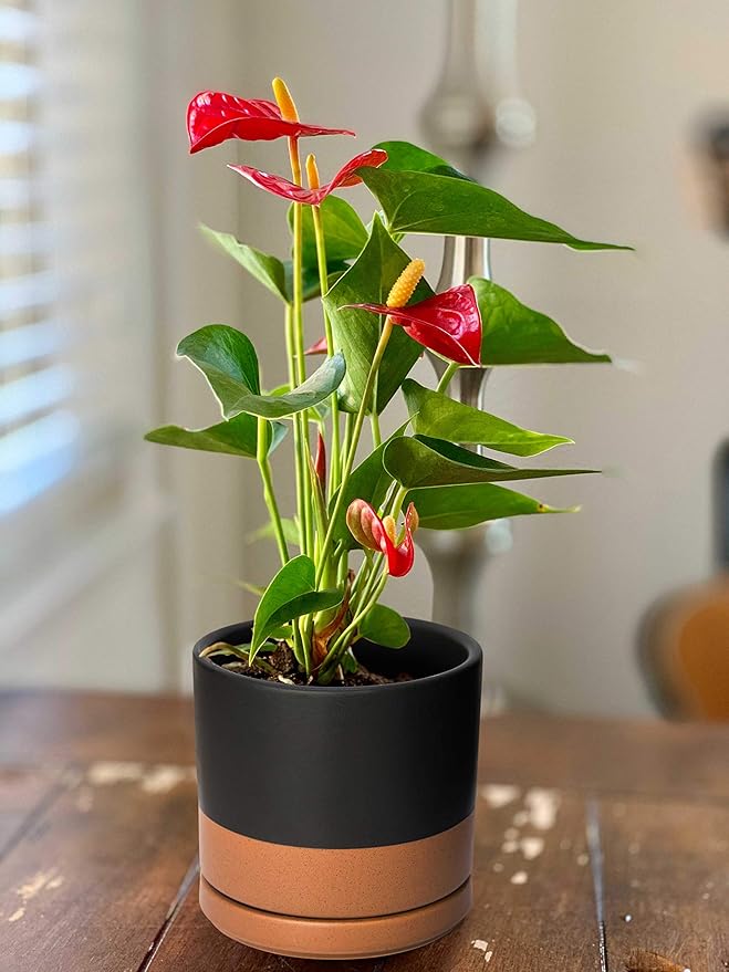 D'vine Dev Ceramic Planter Pot with Drainage Hole and Saucer, Indoor Cylinder Round Flower Pot, 4.6 Inch, Black/Speckled Tan, 94-O-B-7