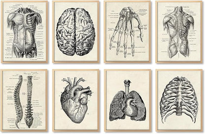 Ohhvvow Human Anatomy Artwork Medical Wall Art Canvas, 8 * 10 Inch Muscle by Ohhvvow
