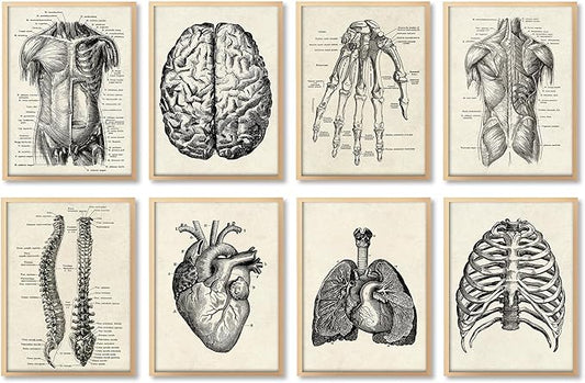 Ohhvvow Human Anatomy Artwork Medical Wall Art Canvas, 8 * 10 Inch Muscle by Ohhvvow