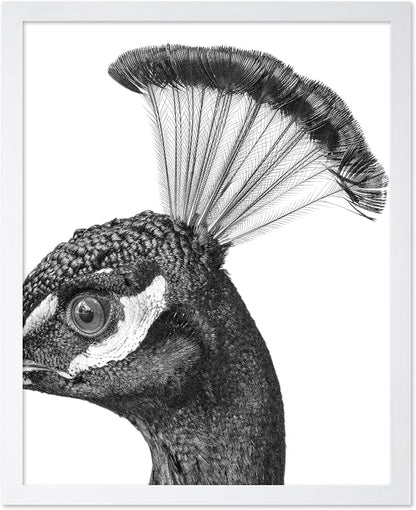 Poster Master Vintage Peacock Poster by PosterMaster