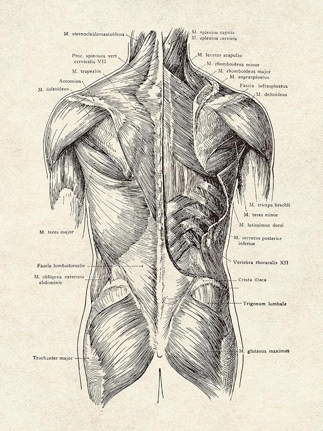 Ohhvvow Human Anatomy Artwork Medical Wall Art Canvas, 12 * 18 Inch Muscle - Image 6