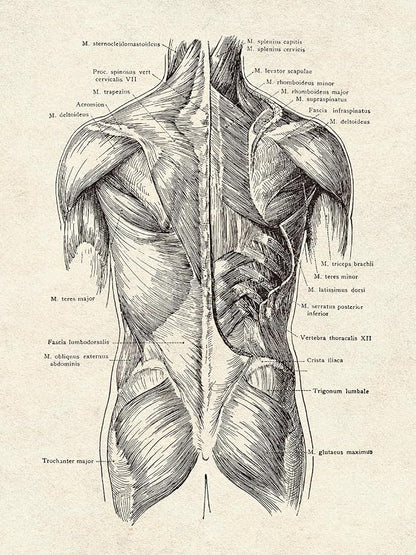 Ohhvvow Human Anatomy Artwork Medical Wall Art Canvas, 12 * 18 Inch Muscle - Image 6
