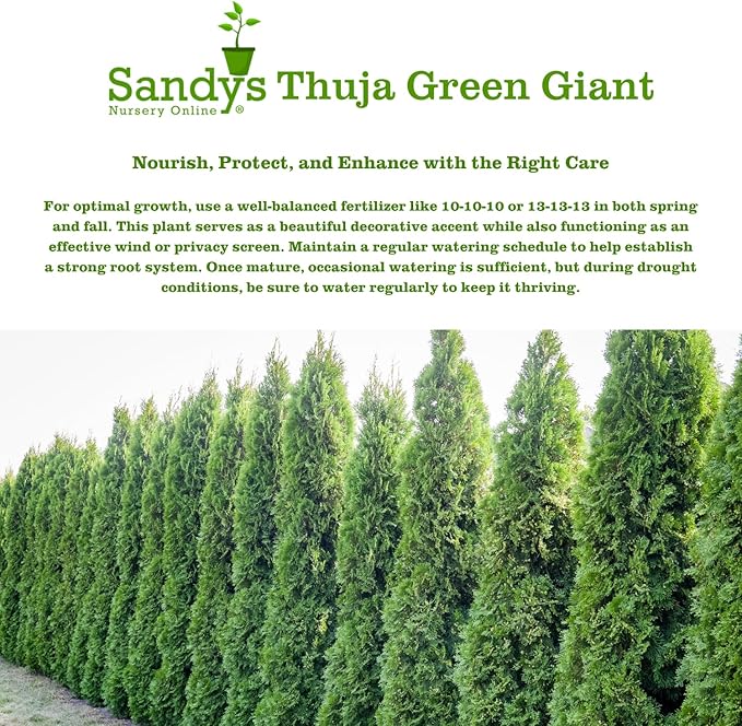 Thuja Green Giant Arborvitae Lot of 30 Each in a Protective Pouch 12-15 inches Tall
