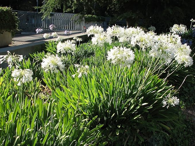 Getty White Agapanthus | 3 Live Plants | Agapanthus africanus ‘Getty White’ | Perennial Flowering Plants | Drought Tolerant Plants for Landscaping