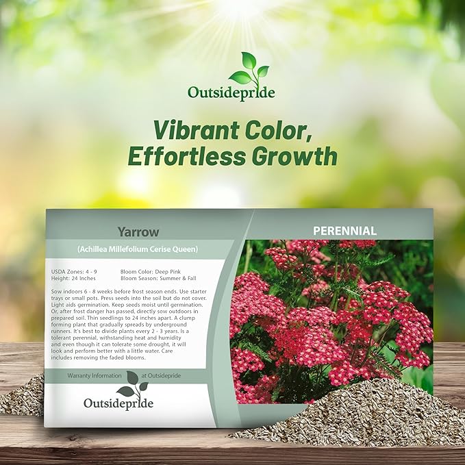 Outsidepride Cerise Queen Yarrow Seeds – 10000 Pcs. Perennial, Versatile, Clump-Forming, & Drought Tolerant Flower Seeds for Planting Fragrant & Vibrant Blooms, Ideal for Pollinator Gardens