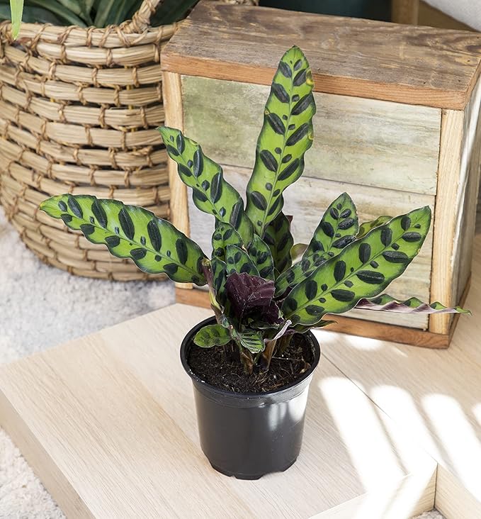 Calathea Prayer Plants Live House Plants Kit (4 PK), Calathea Plant Live Indoor Plants Live Houseplants, Live House Plants Indoors Live Plants Indoor, Live Indoor House Plants Live by Plants for Pets