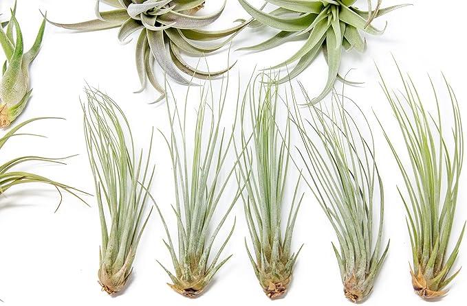 50 Pack of Classic Air Plants Variety - Live Succulent House Plants - Available in Wholesale and Bulk - Home and Garden Decor - Easy Care Indoor/Outdoor Air Plant