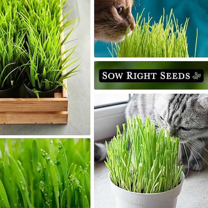Sow Right Seeds - Bulk Cat Grass Seeds for Planting - 8 oz - Non-GMO Heirloom 100% Sweet Oats Grass for Cats and Dogs - Easy to Grow Healthy Greens - Safe & Natural Indoor Use - Ideal for Pet Lovers
