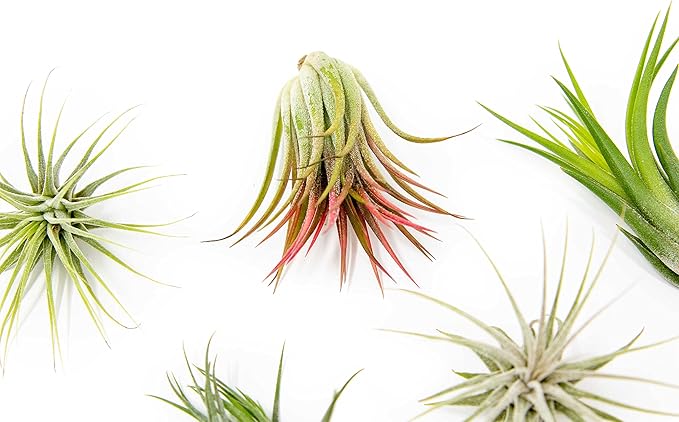 30 Pack Air Plants Assorted Tillandsia Ionantha - Live Succulent House Plants - Available in Wholesale and Bulk - Home and Garden Decor - Easy Care Indoor and Outdoor Plants