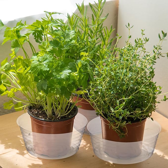 Hoolerry Plastic Plant Saucer Clear Deep Drip Tray Thickened Clear Plant Saucers Trays for Pots Deep Drip Trays for Home Garden Indoor and Outdoor Potted(15 Pcs,8, 10, 12 Inch)