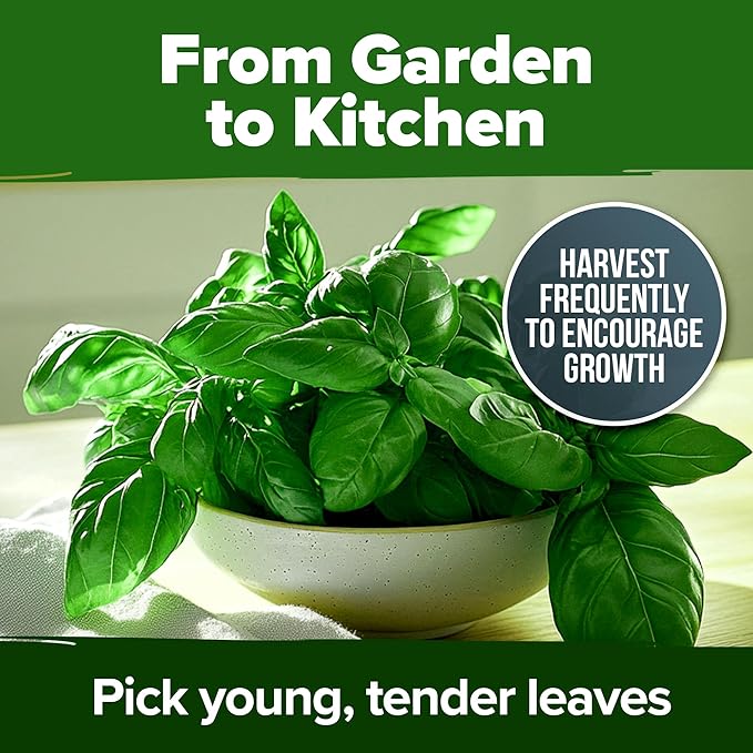 HOME GROWN Genovese Basil Seeds 2 Pack - 3500 𝗡𝗢𝗡-𝗚𝗠𝗢 𝗨𝗦𝗔 Heirloom Basil Seeds for Planting (Ocimum basilicum) - Herb Seeds for Indoor & Outdoor Gardening - Grow for Culinary Use