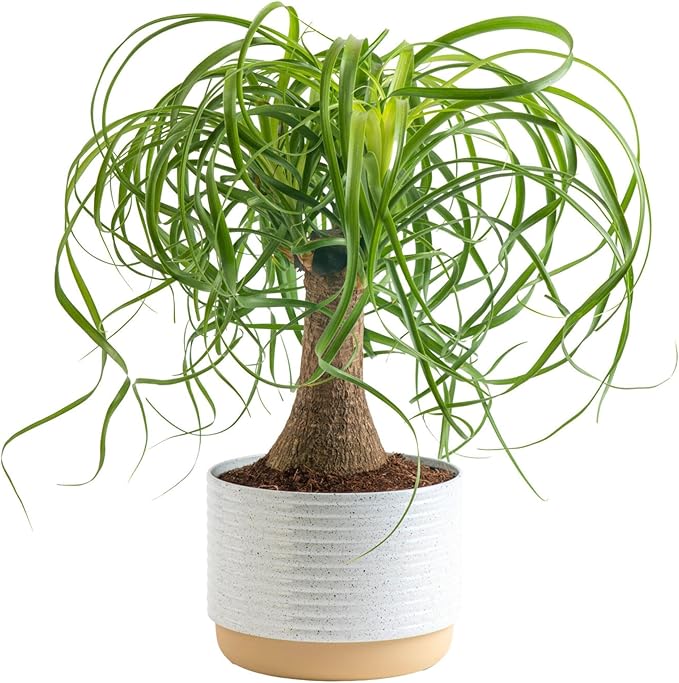 Costa Farms Ponytail Palm Bonsai, Easy to Grow Live Indoor Plant in Indoors Garden Planter Pot, Air Purifying Houseplant, Housewarming, Birthday Gift, Office, Home, and Room Décor, 1 Foot Tall