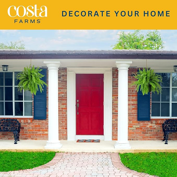 Costa Farms Ferns (2 Pack), Live Premium Boston Fern Plants in Hanging Basket Planters, Houseplants Potted in Soil Potting Mix, Outdoor Garden Gift, Beautiful Home Patio Décor, 16-Inches Tall