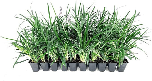 Liriope Super Blue | 3 Live Plants | Liriope muscari 'Super Blue' | Ornamental Ground Cover Plants | Shade-Tolerant Landscaping Perennial