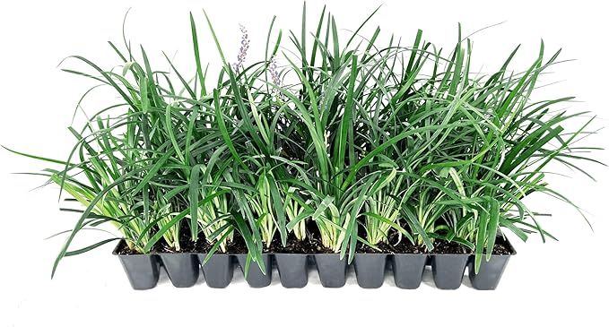 Liriope Super Blue | 10 Live Plants | Liriope muscari 'Super Blue' | Ornamental Ground Cover Plants | Shade-Tolerant Landscaping Perennial