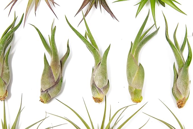 50 Pack of Classic Air Plants Variety - Live Succulent House Plants - Available in Wholesale and Bulk - Home and Garden Decor - Easy Care Indoor/Outdoor Air Plant