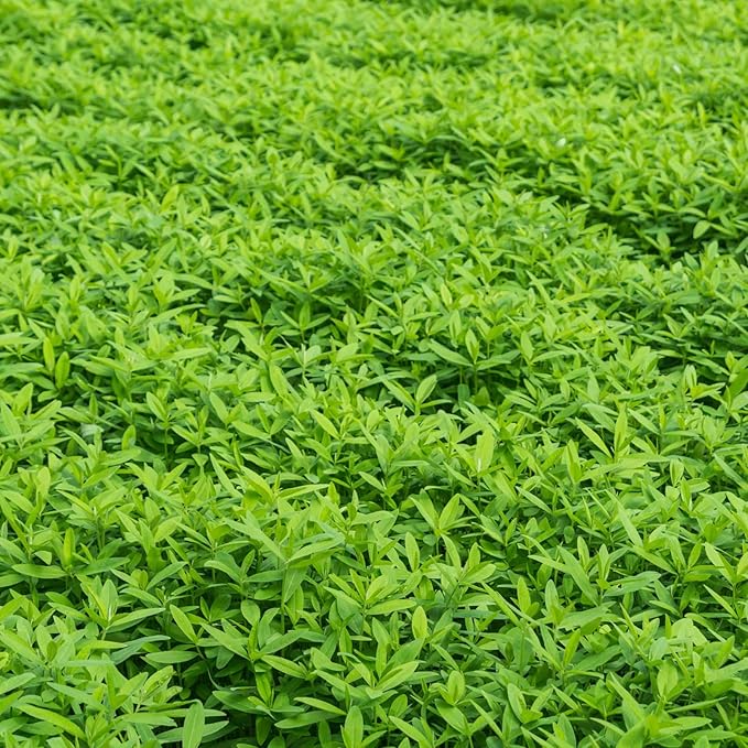 No-Till Farm and Garden Cover Crop Mix Seeds - 25 Lbs Bulk - Blend of Gardening Cover Crop Seeds: Hairy Vetch, Daikon Radish, Forage Collards, Triticale, More