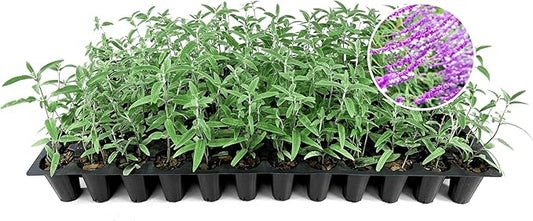 Salvia Mexican Sage Plants | 10 Live Seedlings | Salvia leucantha | Velvety Purple Flower Spikes | Drought Tolerant Landscape Perennial