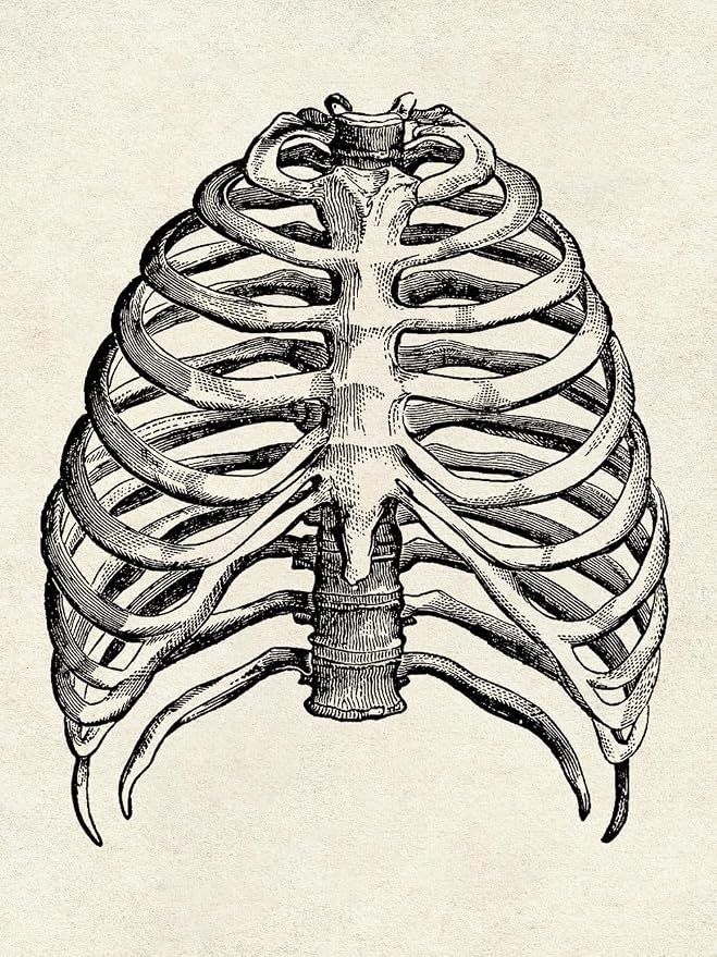 Ohhvvow Human Anatomy Artwork Medical Wall Art Canvas, 8 * 10 Inch Muscle - Image 5