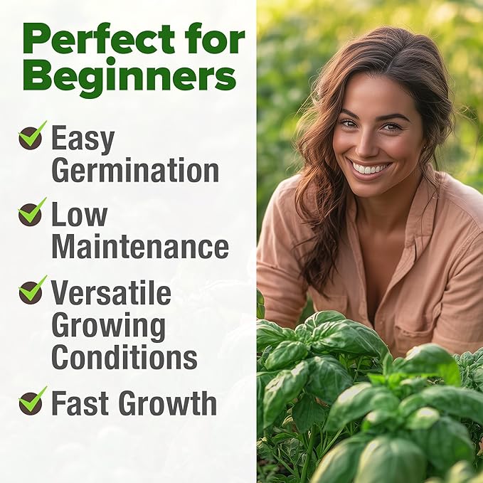 HOME GROWN 𝗨𝗦𝗔 𝗣𝗥𝗘𝗠𝗜𝗨𝗠 Italian Basil Seeds Bulk Pack 1,424 Sweet Large Leaf Basil Seeds for Planting 𝗡𝗢𝗡-𝗚𝗠𝗢 and Heirloom Herb Seeds for Planting Indoors or Outdoors (Ocimum basilicum)