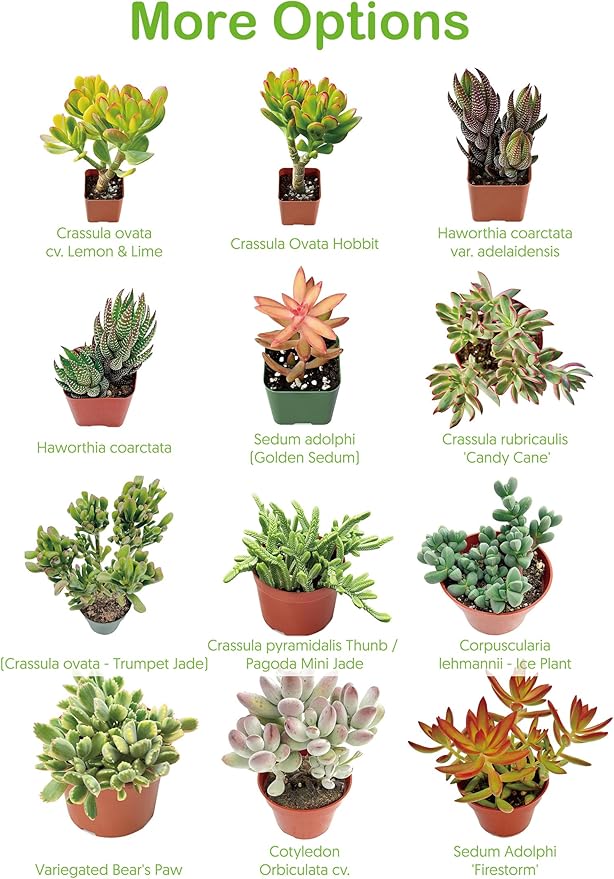 Live Succulent Plants Aeonium 'Dark Sea', Easy Care Potted Succulents, Approx 4" D x 8" H, Indoor Houseplant, Unique Gifts, Home Office Décor