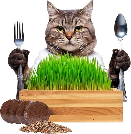 Cat Grass for Indoor Cats Kit – Organic & Handcrafted Cedar Planter with Fast-Growing Wheatgrass for Cats, Hairball Remedy with Pet-Friendly Planter (Natural)