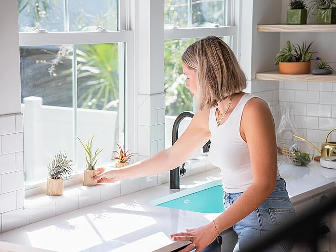 10 Pack of Large Tillandsia Air Plants - Xerographica, Juncea, Bulbosa, Caput Medusae & Harrisii- Live Succulent House Plants Availabe in Wholesale and Bulk - Easy Care Indoor and Outdoor Plant