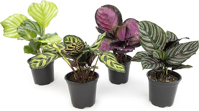 Calathea Prayer Plants Live House Plants Kit (4 PK), Calathea Plant Live Indoor Plants Live Houseplants, Live House Plants Indoors Live Plants Indoor, Live Indoor House Plants Live by Plants for Pets