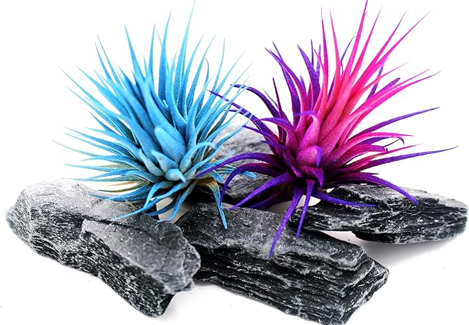 Live Extra Large Tillandsia Ionantha Guatemala Enhanced Colored Colorful Air Plant 3+ inch Easy Care Indoor Outdoor Home Decor Gift Airplant Awesome Industries Live Arrival Guaranteed (Moonbeam XL)