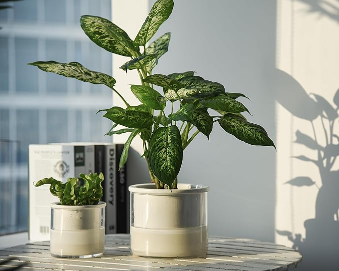 Phoenix Vine 6 Inch 4 Inch Self Watering Planter Pots, Design White Terracotta Pots for Plants, Indoor Cylinder Terra Cotta Pots with Glass Vase Set, 51-B-G-46