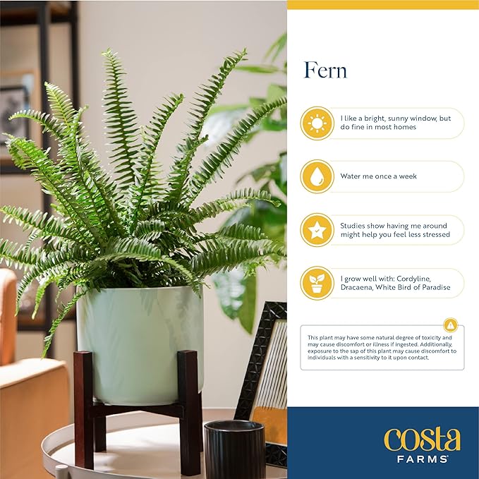 Costa Farms Kimberly Queen Fern, Live Indoor Plant, Houseplant Potted in Premium Décor Plant Pot, Potted in Potting Soil, Beautiful Room Decor, Birthday, Housewarming Gift