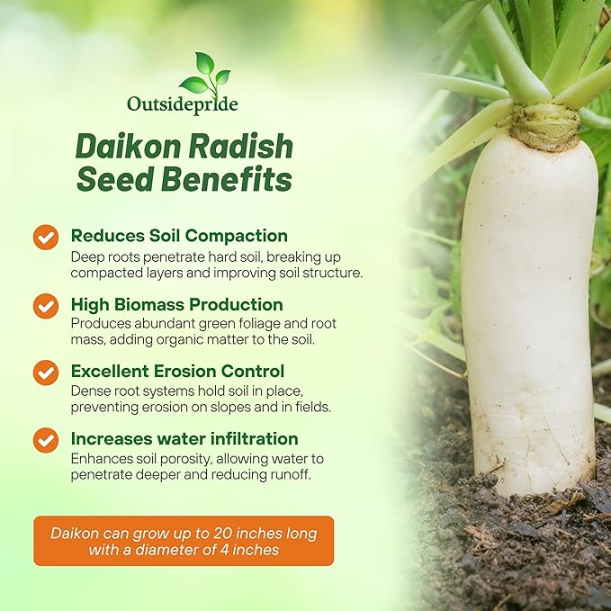 Outsidepride Annual Daikon Radish Seeds - 1 lb. Chinese, Japanese, & Oriental Radish Seeds for Soil Health, Erosion Control, & Soil Aeration - Ideal for Gardens, Cover Crops, Pastures, & Food Plots