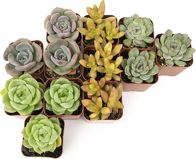 Succulents Plants Live (12PK) Potted Succulent Plants Live House Plants, Cactus Plants Live Plants Indoor Plants Live Houseplants, Indoor Plant Succulents Live Plant House Plant by Plants for Pets