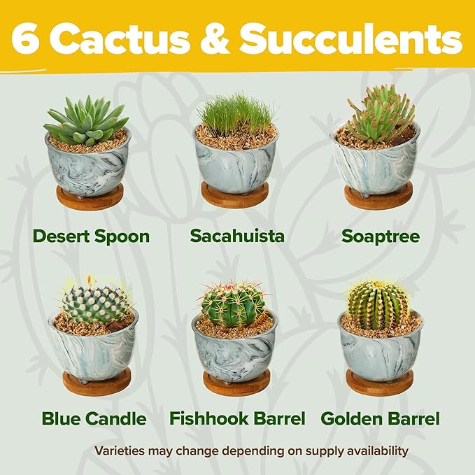 HOME GROWN Deluxe Succulent & Cactus Seed Grow Kit - Indoor Cactus & Succulent Kit w/Cactus Seeds, Potting Soil, Ceramic Succulent Pots, Water Drip Trays, Grow Guide for Plant Lovers