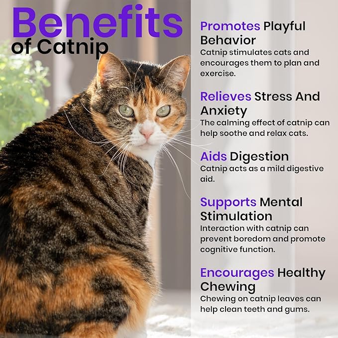 NatureZ Edge Catnip Seeds for Planting, 6.5 Grams, 11,000+ Herb Seeds, Indoor or Outdoor Growing, Your Cat Will Love Them, Non-GMO