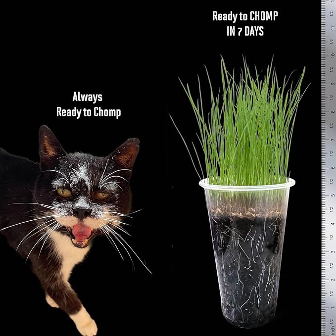 Cat Grass Seeds – Smooth Tasty Ryegrass – Grows 24 Pots of Fresh Cat Grass for Indoor Cats & Kittens – Easy & Fast to Grow – Small Pack Grows 300 Square inches of Edible cat Grass Vitamunch
