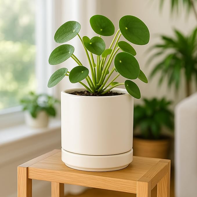 D'vine Dev 6 Inch Ceramic Planter Pot with Drainage Hole and Saucer, Indoor Cylinder Round Planter Pot, Oatmeal, 94-O-C-8