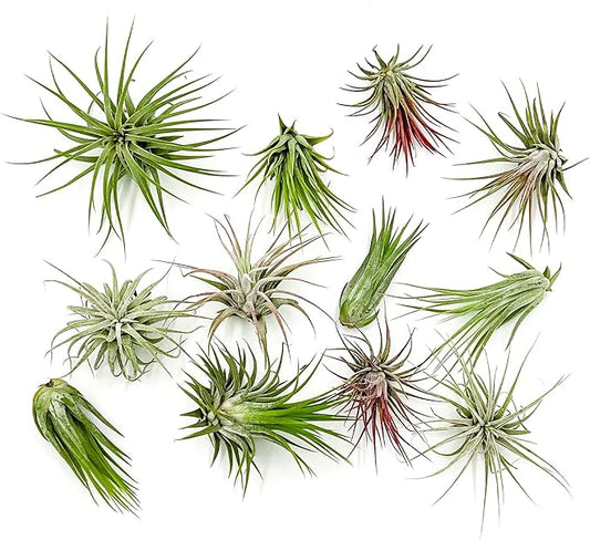 Air Plants - Tillandsia Ionantha Pack, Regular 1-3" - 12ct - Live Arrival Guaranteed - House Plants for Home Decor & Gift