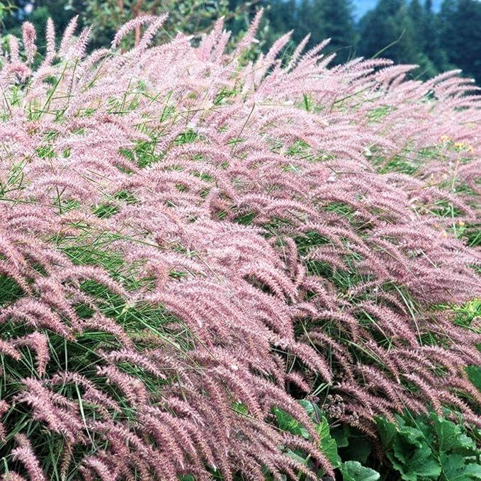 Pack 3 Fountain Grass Plants Live, 5-9 Inch Tall, Ornamental Grasses Live Plants Perennial, Well-Rooted Perennial Grass Clumps (Pink Rose Fountain Grass)