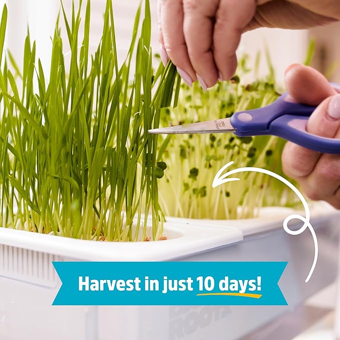 Back to the Roots Indoor Aquaponic Garden - 3 Gallon Self Watering, Mess-Free Planter and Self-Cleaning Fishtank for Herbs, Microgreens, Bamboo, Succulents, and Houseplants, support Fish