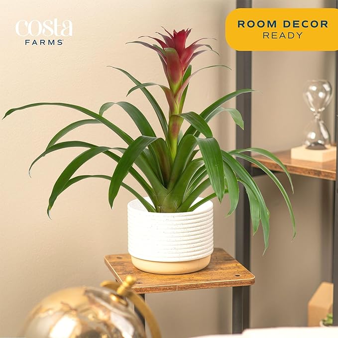 Costa Farms Blooming Bromeliad, Pink, Live Indoor Plant in Modern Decor Planter, Flowering Houseplant in Potting Soil, Birthday Gift, Housewarming Gift, Garden Gift, Room Decor, 1 Foot Tall