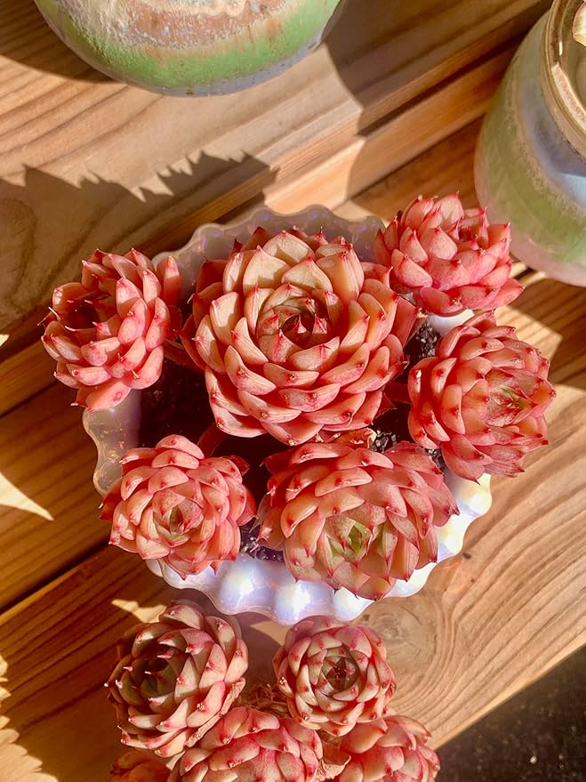 Echeveria Ben Badis Rare Live Succulent Plants, Red 4-5 Heads 3" Live Plant, Package Without Pot & Soil, Garden Indoor Office Desk, Wedding Party Baby Shower Decoration, Friend Plant Lovers Gifts