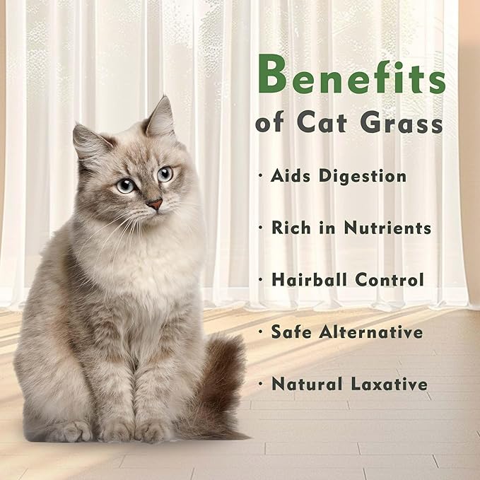 Ceramic Pot Cat Grass for Indoor Cats with Organic Cat Grass Seed Mix – Safe Pet Grass for Cats and Small Pets | Easy-to-Grow Indoor Garden for Pet Digestion (White)