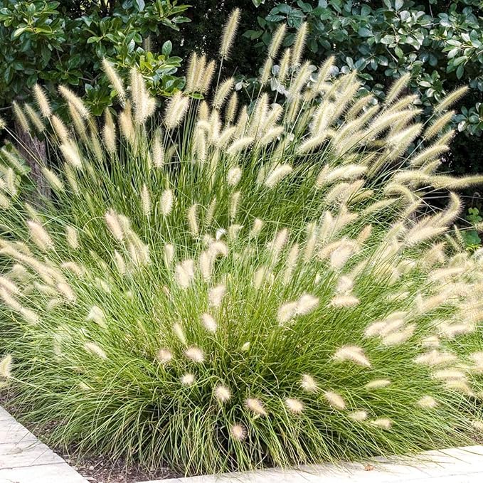Pack 3 Fountain Grass Plants Live, 5-9 Inch Tall, Ornamental Grasses Live Plants Perennial, Well-Rooted Perennial Grass Clumps (White Fountain Grass)