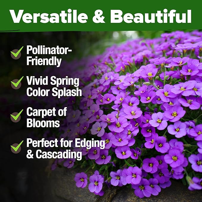 HOME GROWN 𝗨𝗦𝗔 𝗣𝗥𝗘𝗠𝗜𝗨𝗠 Aubrieta Rock Cress Purple, Flowering Ground Cover Seed Pack, Perennial Cress Seeds for Planting Outdoor Lawn Gardens 300 𝗡𝗢𝗡-𝗚𝗠𝗢 Aubrieta deltoidea Flower Seeds
