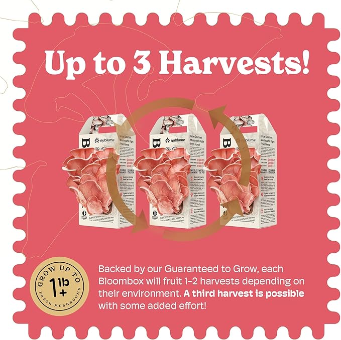 Pink Oyster Mushroom Grow Kit, Grow Your Own Fresh Gourmet Mushrooms at Home, Includes Instructions and Recipes (Pink Oyster)