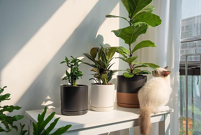 D'vine Dev 6 Inch Ceramic Planter Pot with Drainage Hole and Saucer, Indoor Cylinder Round Flower Pot, Black, 94-O-C-2