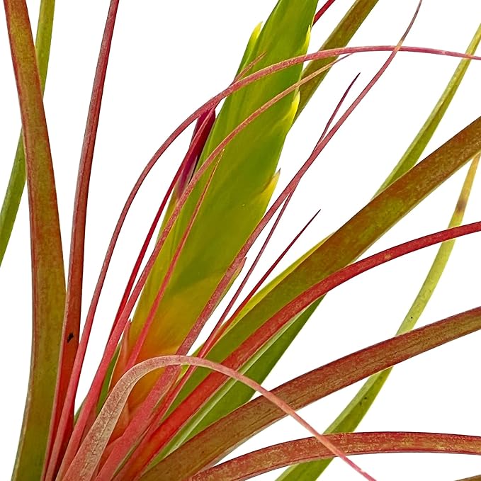 Live Air Plants - Tillandsia Concolor, Jumbo 6-8" - 1ct - Live Arrival Guaranteed - House Plants for Home Decor & Gift