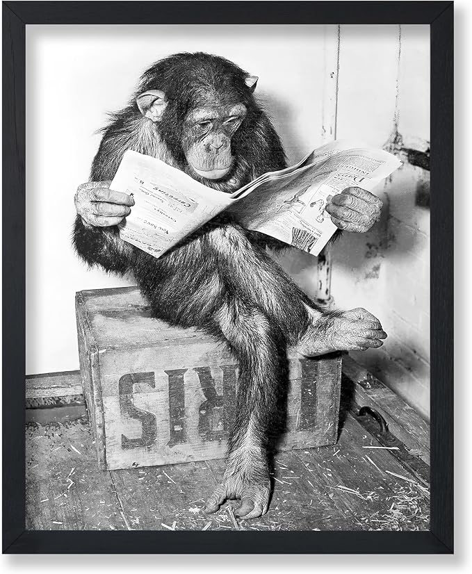 Poster Master Chimpanzee Poster by PosterMaster