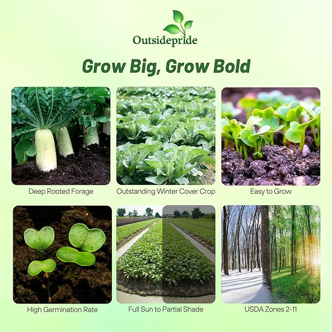 Outsidepride Annual Daikon Radish Seeds - 1 oz. Chinese, Japanese, & Oriental Radish Seeds for Soil Health, Erosion Control, & Soil Aeration - Ideal for Gardens, Cover Crops, Pastures, & Food Plots